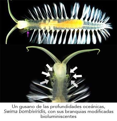 La Bioluminiscencia Y Su Aplicaci N En La Ciencia